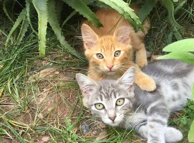 D'hotes Le Clos Des Oliviers 3*