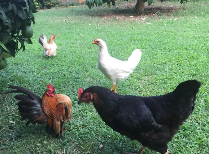 D'hotes Le Clos Des Oliviers 3* Sorbo-Ocagnano