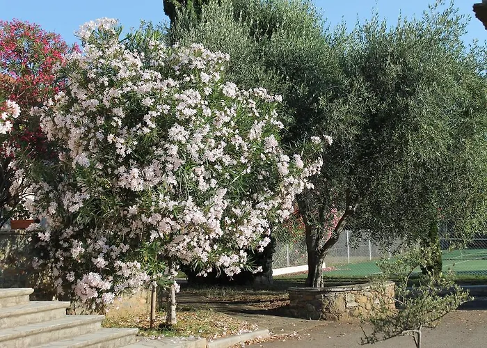 לינה וארוחת בוקר D'hotes Le Clos Des Oliviers Sorbo-Ocagnano