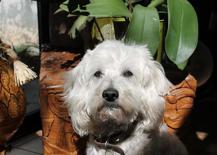 D'hotes Le Clos Des Oliviers