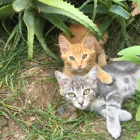 D'hotes Le Clos Des Oliviers 3*