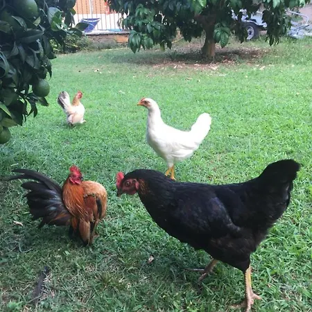 D'hotes Le Clos Des Oliviers 3* Sorbo-Ocagnano