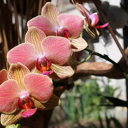 Bed & Breakfast D'hotes Le Clos Des Oliviers 3*