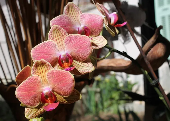 Couette-café D'hôtes Le Clos Des Oliviers 3*